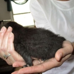 Savannah, F-6b, Black on Black, Male DOB 12/29/16