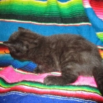 Savannah, F-6b, Black on Black, Male DOB 12/29/16