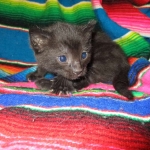 Savannah, F-6b, Black on Black, Male DOB 12/29/16