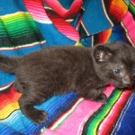 Savannah, F-6b, Black on Black, Male DOB 12/29/16