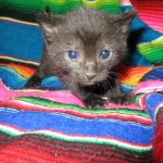 Savannah, F-6b, Black on Black, Male DOB 12/29/16