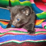 Savannah, F-6b, Black on Black, Male DOB 12/29/16