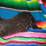 Savannah, F-6b, Black on Black, Male DOB 12/29/16