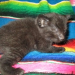 Savannah, F-6b, Black on Black, Male DOB 12/29/16