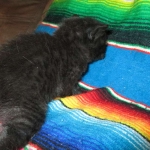 Savannah, F-6b, Black on Black, Male DOB 12/29/16