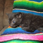 Savannah, F-6b, Black on Black, Male DOB 12/29/16