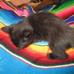 Savannah, F-6b, Black on Black, Male DOB 12/29/16