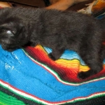 Savannah, F-6b, Black on Black, Male DOB 12/29/16