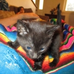 Savannah, F-6b, Black on Black, Male DOB 12/29/16