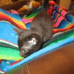 Savannah, F-6b, Black on Black, Male DOB 12/29/16