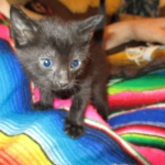 Savannah, F-6b, Black on Black, Male DOB 12/29/16