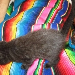 Savannah, F-6b, Black on Black, Male DOB 12/29/16