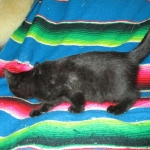 Savannah, F-6b, Black on Black, Male DOB 12/29/16