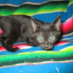 Savannah, F-6b, Black on Black, Male DOB 12/29/16