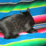 Savannah, F-6b, Black on Black, Male DOB 12/29/16