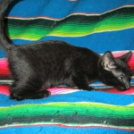 Savannah, F-6b, Black on Black, Male DOB 12/29/16