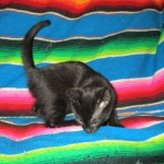 Savannah, F-6b, Black on Black, Male DOB 12/29/16