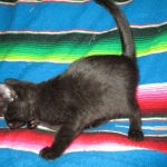 Savannah, F-6b, Black on Black, Male DOB 12/29/16