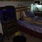 Harry Potter Savannah, F-6b, Black on Black, Male DOB 12/29/16