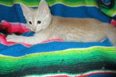 Mojo Savannah F-6B Male Dilute Cinnamon/Ginger spotted DOB 12/29/16