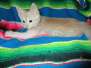 Mojo Savannah F-6B Male Dilute Cinnamon/Ginger spotted DOB 12/29/16