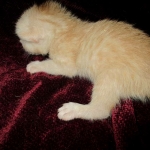 Savannah, Dilute Cinnamon/ginger spotted male DOB 12/29/16