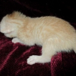 Savannah, Dilute Cinnamon/ginger spotted male DOB 12/29/16