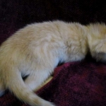 Savannah, Dilute Cinnamon/ginger spotted male DOB 12/29/16