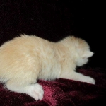 Savannah, Dilute Cinnamon/ginger spotted male DOB 12/29/16