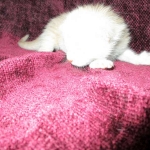 Savannah, Dilute Cinnamon/ginger spotted male DOB 12/29/16