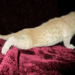 Savannah, Dilute Cinnamon/ginger spotted male DOB 12/29/16