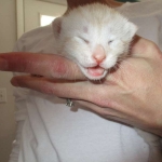 Savannah, Dilute Cinnamon/ginger spotted male DOB 12/29/16