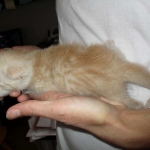 Savannah, Dilute Cinnamon/ginger spotted male DOB 12/29/16