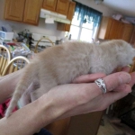 Savannah, Dilute Cinnamon/ginger spotted male DOB 12/29/16