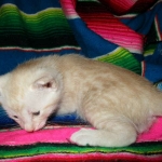 Savannah, Dilute Cinnamon/ginger spotted male DOB 12/29/16