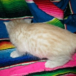 Savannah, Dilute Cinnamon/ginger spotted male DOB 12/29/16