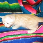 Savannah, Dilute Cinnamon/ginger spotted male DOB 12/29/16