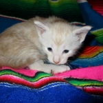 Savannah, Dilute Cinnamon/ginger spotted male DOB 12/29/16