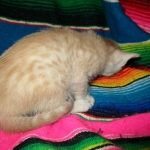 Savannah, Dilute Cinnamon/ginger spotted male DOB 12/29/16