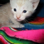 Savannah, Dilute Cinnamon/ginger spotted male DOB 12/29/16