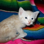 Savannah, Dilute Cinnamon/ginger spotted male DOB 12/29/16