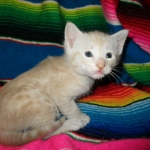 Savannah, Dilute Cinnamon/ginger spotted male DOB 12/29/16