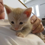 Mojo, Savannah, Dilute Cinnamon/ginger spotted male DOB 12/29/16