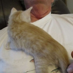 Mojo, Savannah, Dilute Cinnamon/ginger spotted male DOB 12/29/16