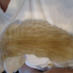 Mojo, Savannah, Dilute Cinnamon/ginger spotted male DOB 12/29/16