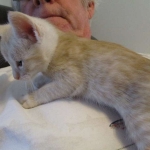 Mojo, Savannah, Dilute Cinnamon/ginger spotted male DOB 12/29/16