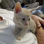 Mojo, Savannah, Dilute Cinnamon/ginger spotted male DOB 12/29/16