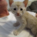 Mojo, Savannah, Dilute Cinnamon/ginger spotted male DOB 12/29/16