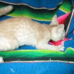 Savannah, Dilute Cinnamon/ginger spotted male DOB 12/29/16