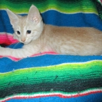 Savannah, Dilute Cinnamon/ginger spotted male DOB 12/29/16